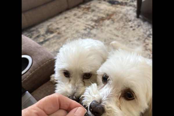 House sit in Nipomo, CA, US