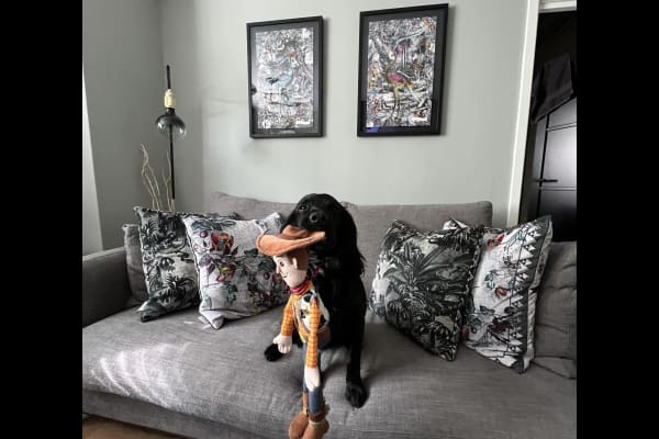 House sit in Bermondsey, United Kingdom