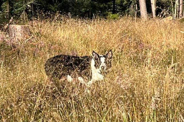 House sit in Ballater, United Kingdom