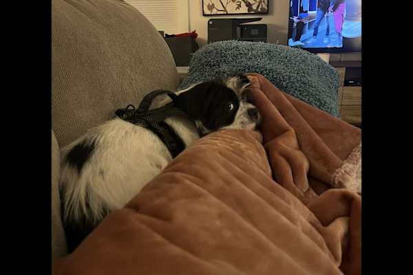 House sit in Black Mountain, NC, US