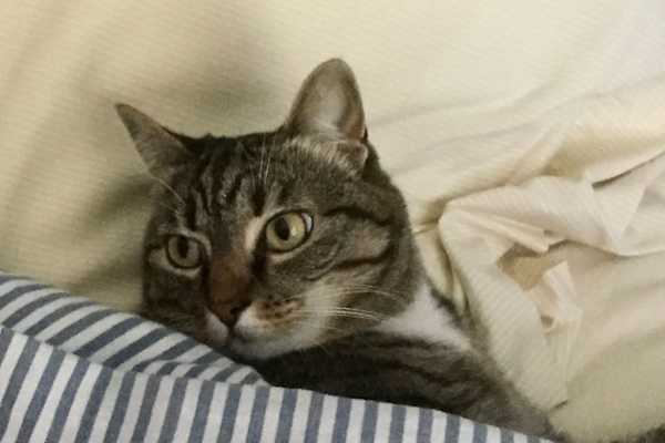 House sit in Arlington, VA, US