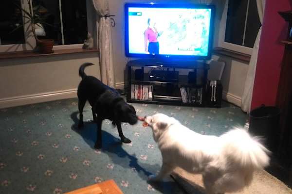 House sit in Gaillimh, Ireland