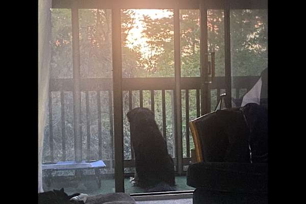 House sit in South Burlington, VT, US