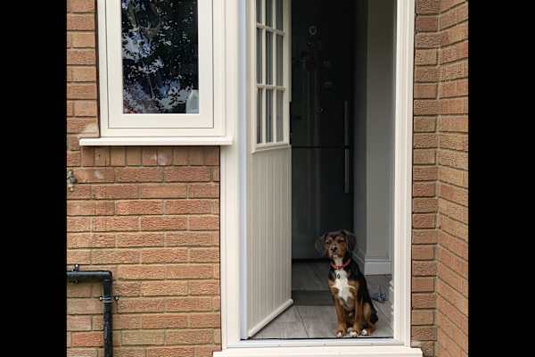 House sit in Spalding, United Kingdom