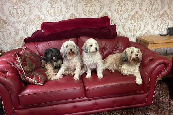 House sit in Llanfairfechan, United Kingdom