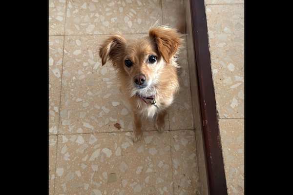 House sit in Orosei, Italy