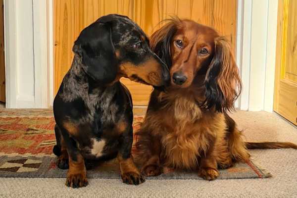 House sit in Carterton, United Kingdom