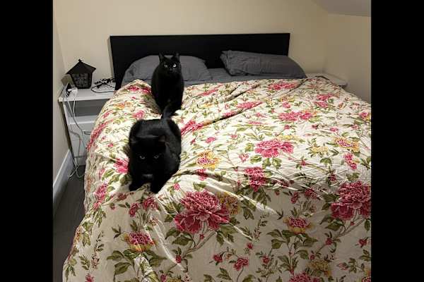 House sit in Gorey, Ireland