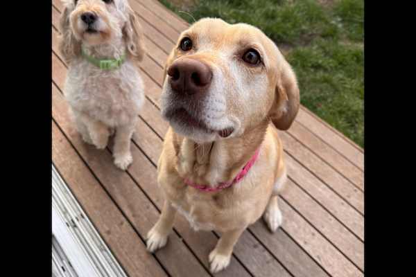 House sit in Melbourne, VIC, Australia