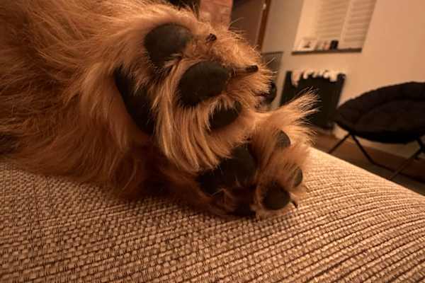 House sit in Ellesmere, United Kingdom
