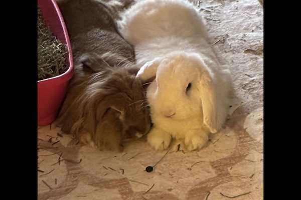 House sit in Brooklyn, NY, US