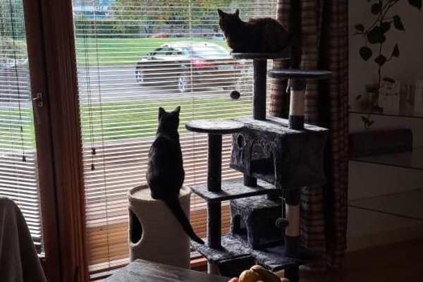 House sit in Dublin, Ireland