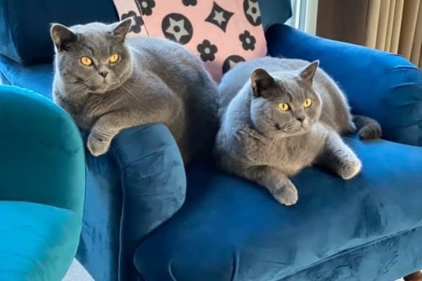 House sit in Fairford, United Kingdom