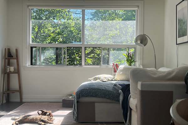 House sit in Etobicoke, ON, Canada