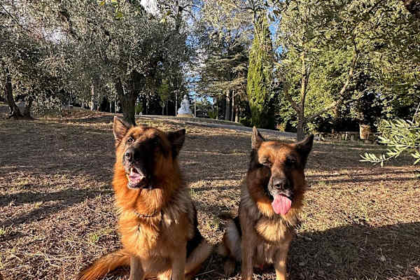 House sit in Città della Pieve, Italy