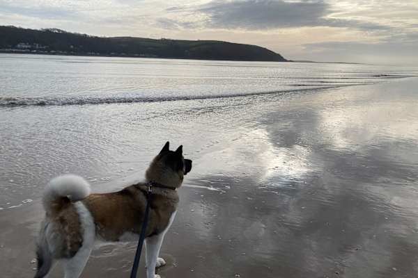 House sit in Llandeilo, United Kingdom