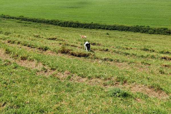 House sit in Sherborne, United Kingdom