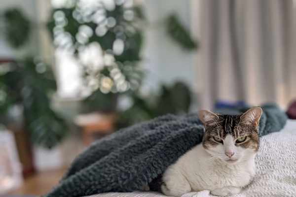House sit in Somerville, MA, US