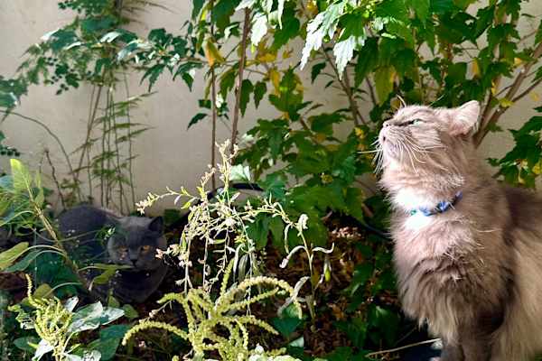 House sit in Korydallós, Greece