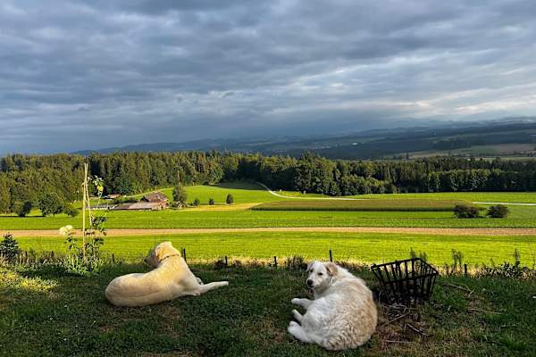 House sit in Bern, Switzerland