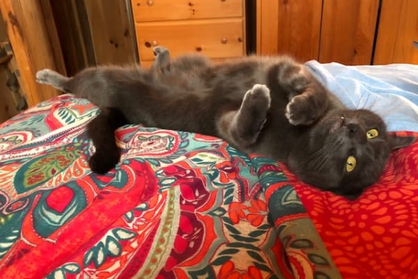 House sit in Canaan, NH, US