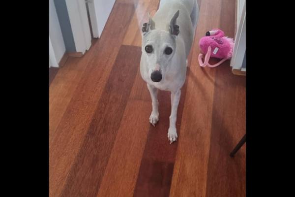 House sit in Sydney, NSW, Australia