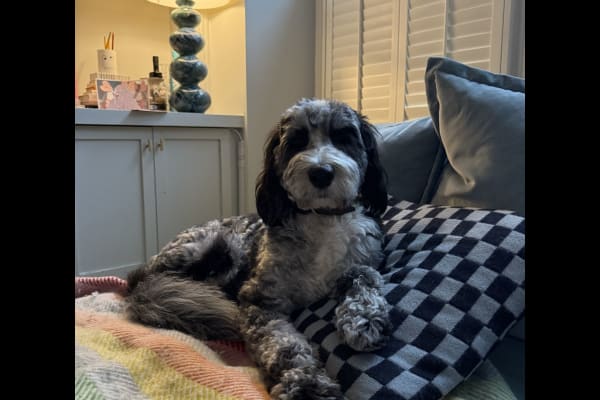 House sit in Fulham, United Kingdom