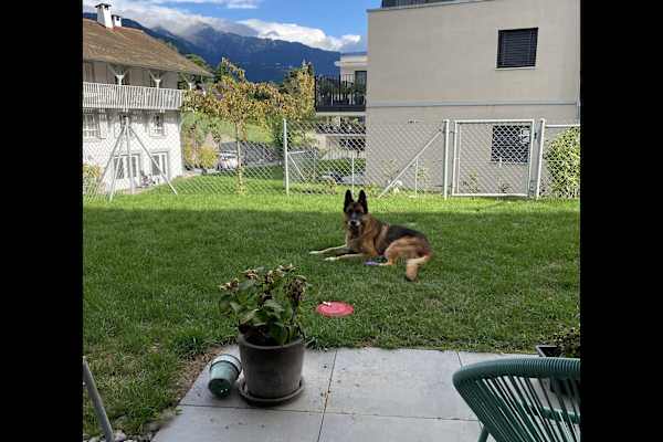 House sit in La Tour-de-Peilz, Switzerland
