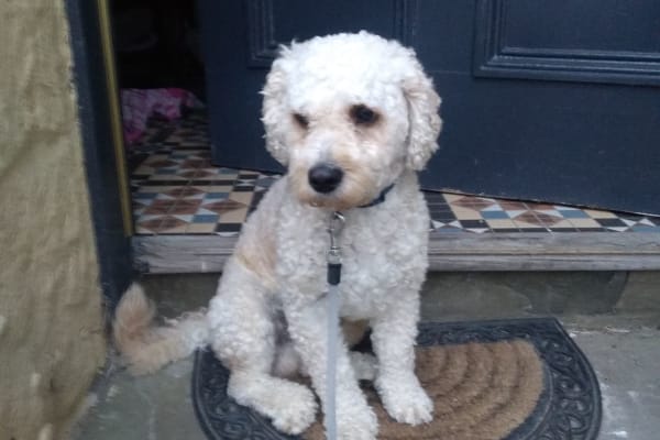 House sit in Newburgh, United Kingdom