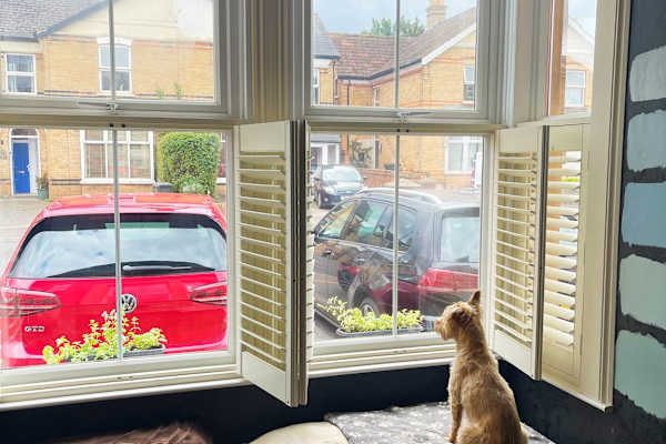 House sit in Taunton, United Kingdom