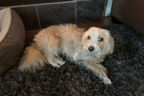 House sit in North Vancouver, BC, Canada