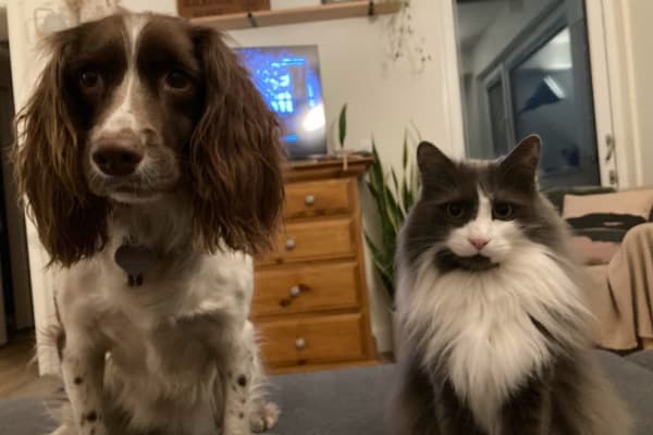 House sit in Whistler, BC, Canada