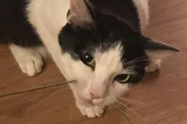House sit in Flintstone, GA, US