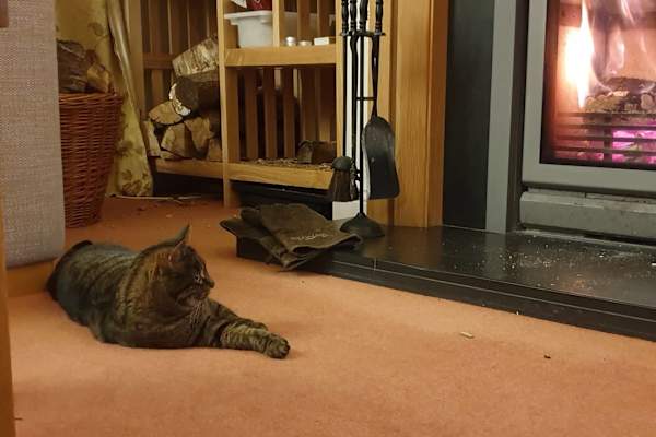 House sit in Aldershot, United Kingdom