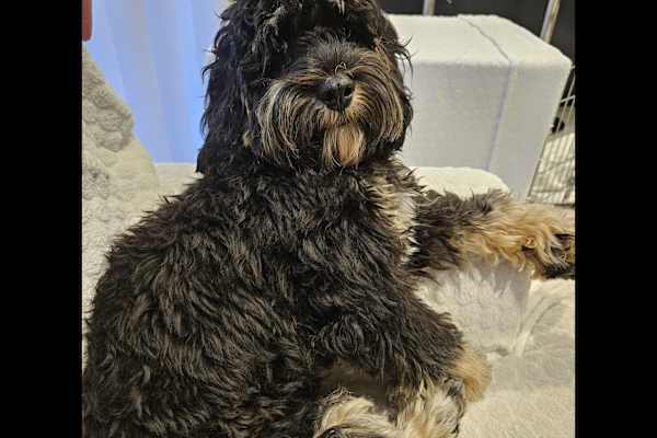 House sit in Bournemouth, United Kingdom