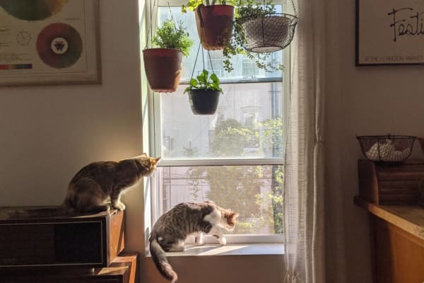 House sit in Brooklyn, NY, US