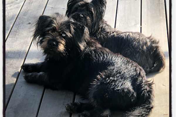 House sit in Bowen Island, BC, Canada