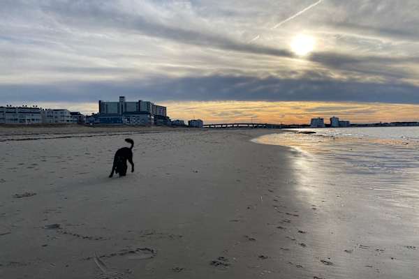 House sit in Virginia Beach, VA, US