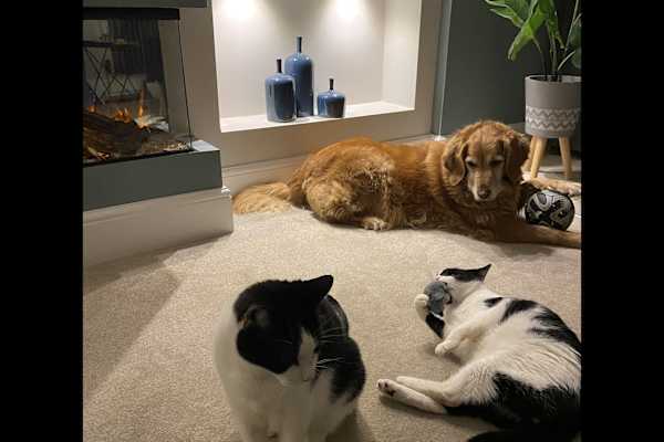 House sit in Barnstaple, United Kingdom