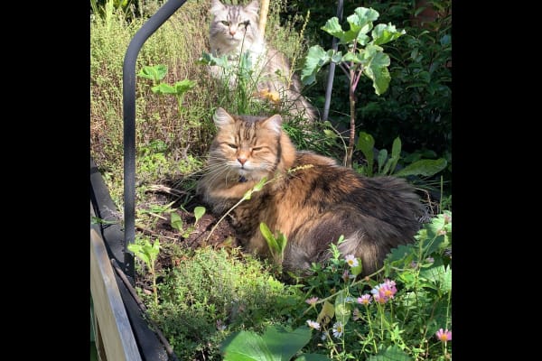 House sit in Dún Laoghaire, Ireland