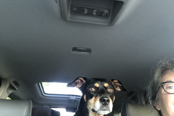 House sit in Wimberley, TX, US