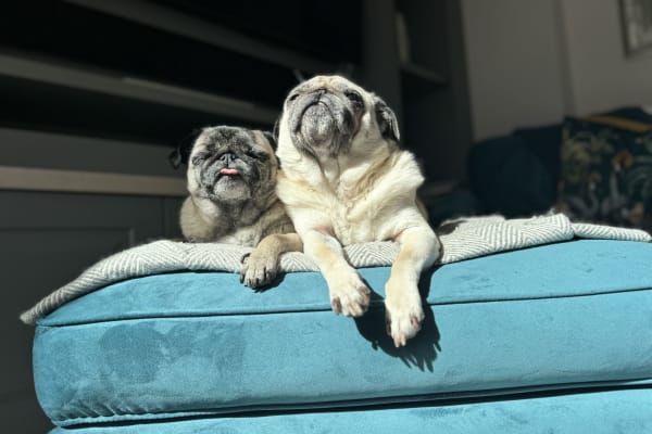 House sit in Radcliffe on Trent, United Kingdom