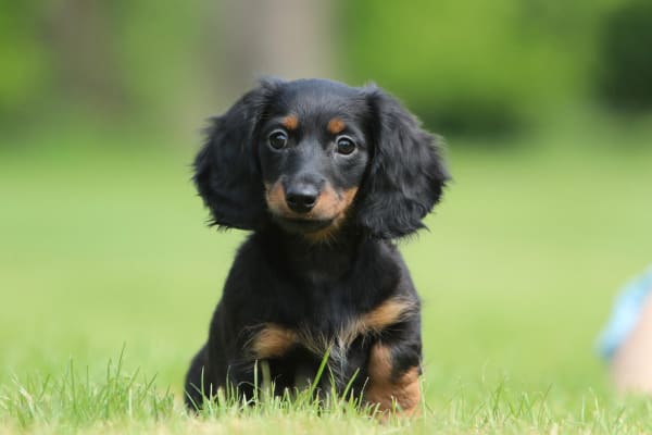 House sit in Marlborough, United Kingdom