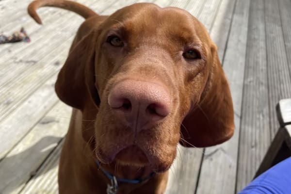 House sit in Helensburgh, United Kingdom