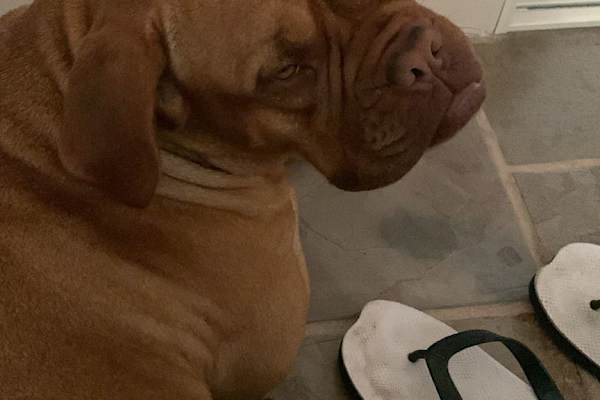 House sit in Mandurah, WA, Australia