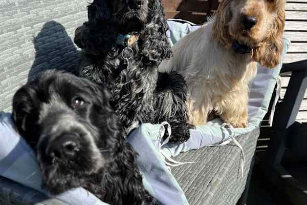 House sit in Lowestoft, United Kingdom