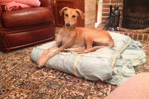 House sit in Southampton, United Kingdom