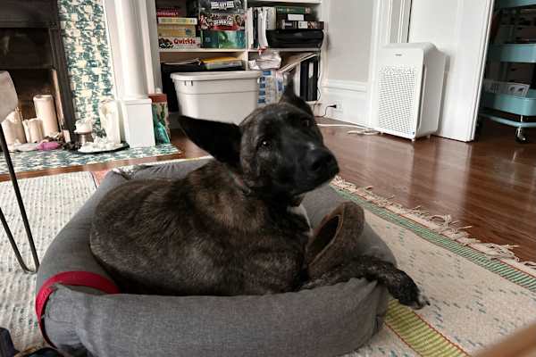 House sit in San Francisco, CA, US