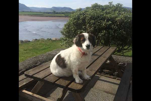 House sit in Dingle, Ireland