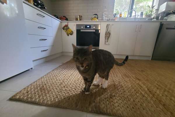House sit in Melbourne, VIC, Australia